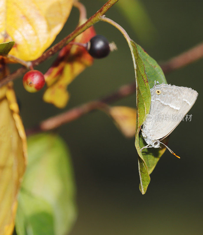 紫斑蝶(Neozephyrus quercus)